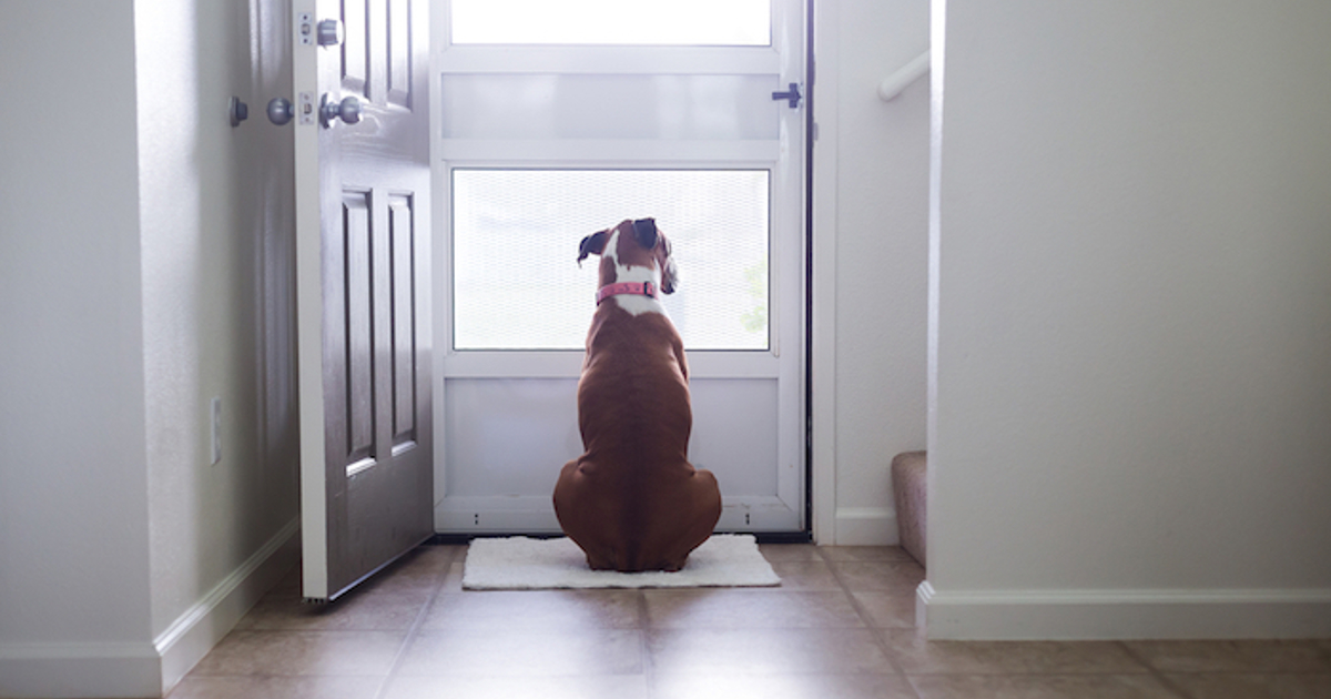 Pros and Cons of Dog Doors