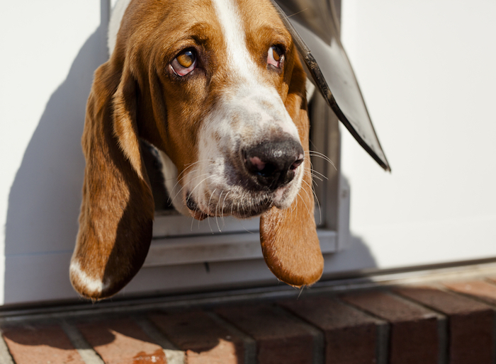 Dog poking his head out from a dog door, outside view