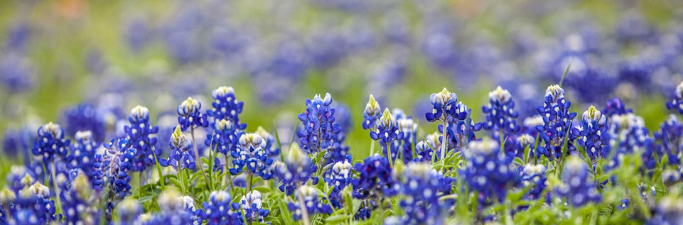 Flower Mound Blue Bonnets.