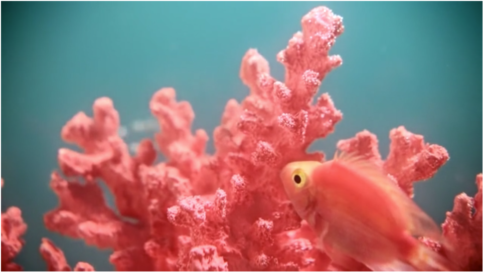 Image of coral and coral colored fish on blue background. Image from Pantone.