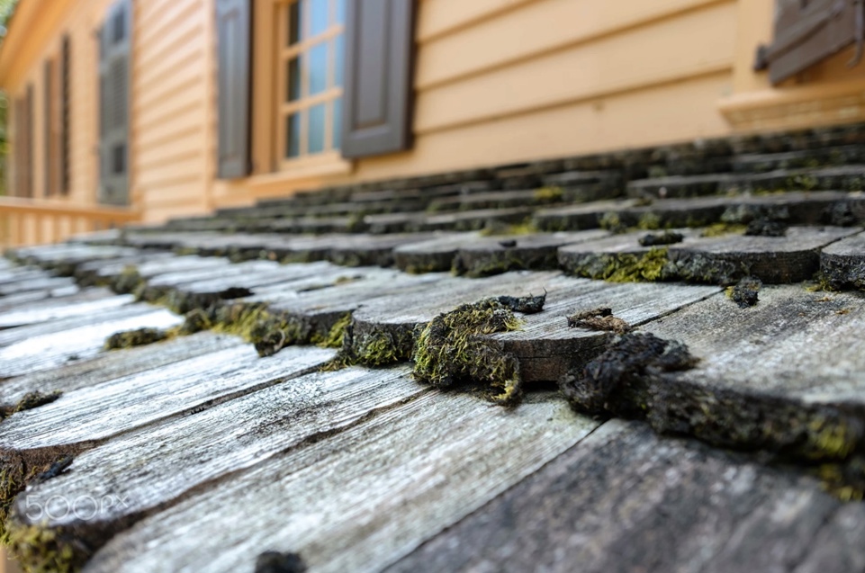 Close up of weathered wood roof shakes covered with patches of green and brown moss.